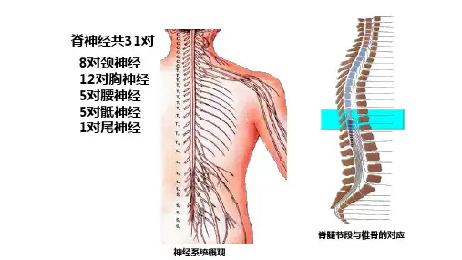 脊神经概述