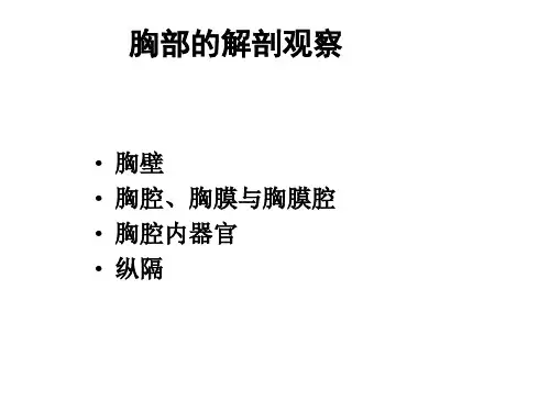 《动物局部解剖学》教学课件：胸廓、胸腔的解剖