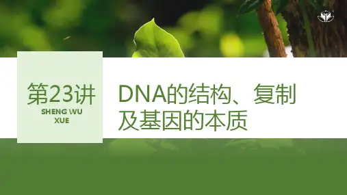 高三生物课件DNA的结构、复制及基因的本质