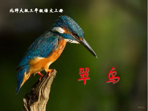 《翠鸟》PPT课件2
