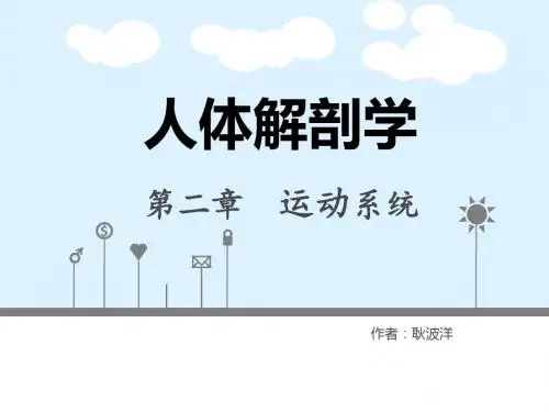 骨学总论