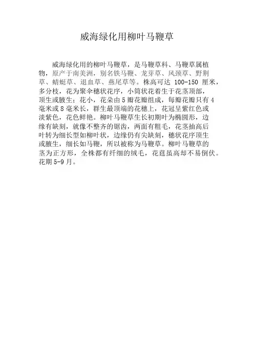 威海绿化用柳叶马鞭草