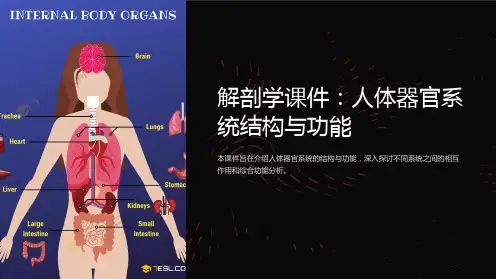 《解剖学课件：人体器官系统结构与功能》