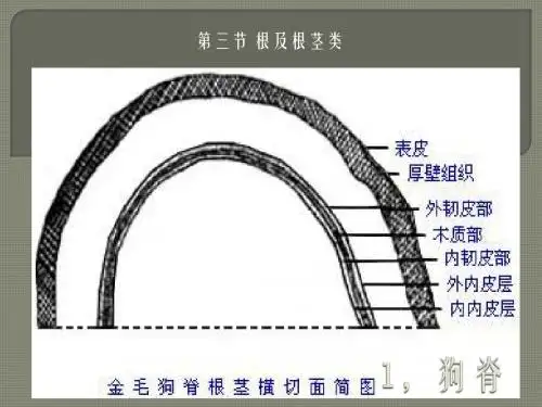 执业中药师-中药鉴定-鉴定根及根茎类图(狗脊-浙贝)