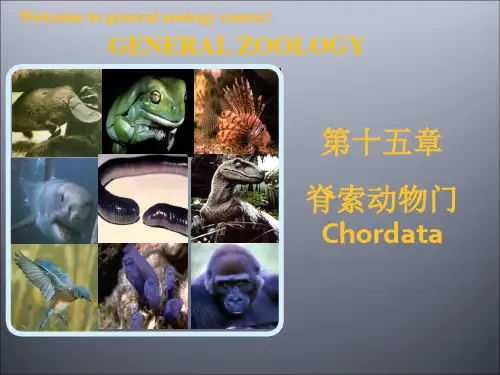 普通动物学课件第十五章脊索动物门