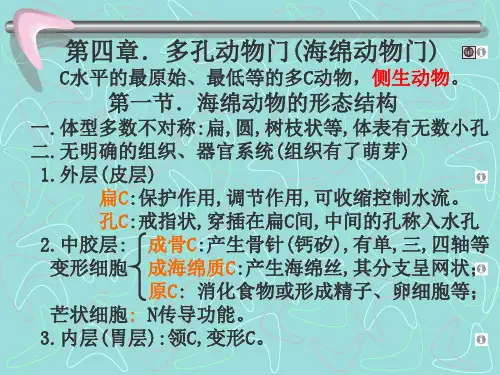 第四章.多孔动物门(海绵动物门) 动物学 教学课件