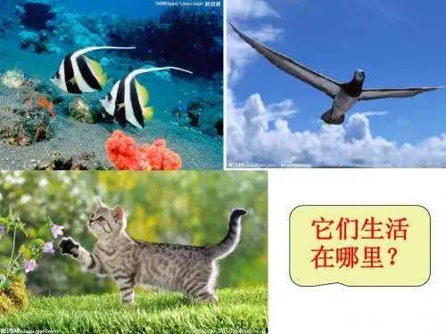 动物的运动方式