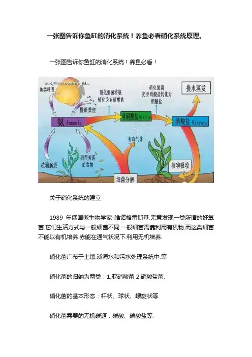 一张图告诉你鱼缸的消化系统！养鱼必看硝化系统原理。