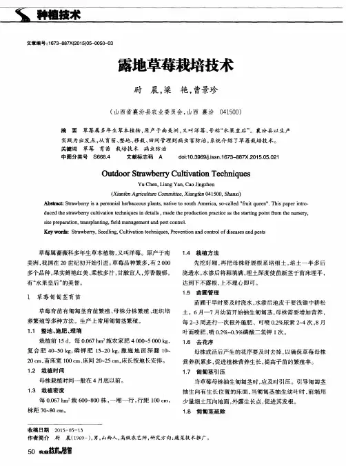 露地草莓栽培技术