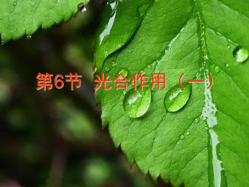 浙教版科学八级下册光合作用ppt_优质版PPT5