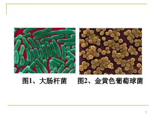 第3章细菌的分布与消毒灭菌