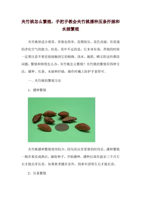 夹竹桃怎么繁殖,手把手教会夹竹桃播种压条扦插和水插繁殖