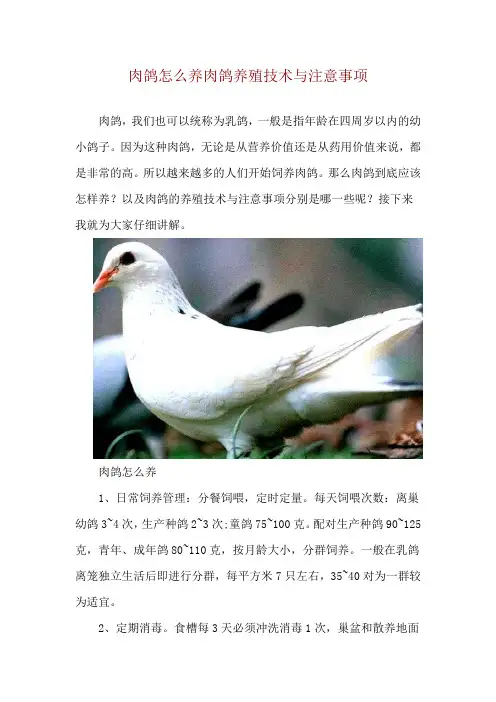 肉鸽怎么养 肉鸽养殖技术与注意事项