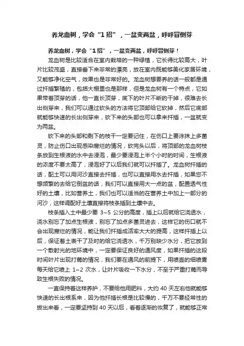 养龙血树，学会“1招”，一盆变两盆，呼呼冒侧芽