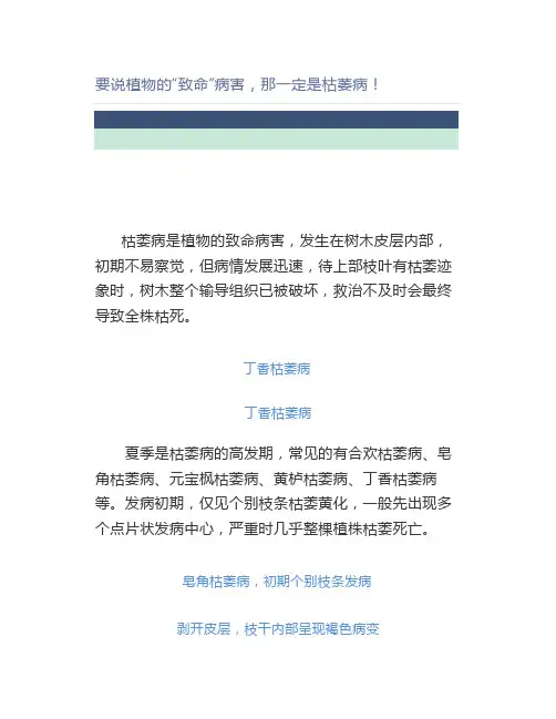 要说植物的“致命”病害,那一定是枯萎病【园林管理】