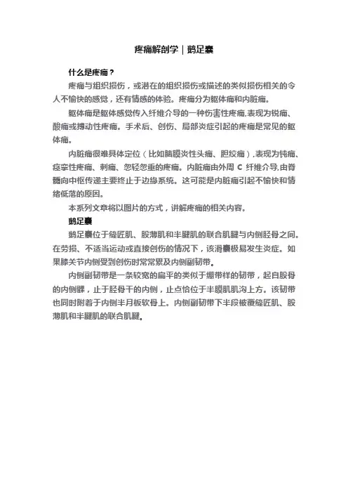 疼痛解剖学｜鹅足囊