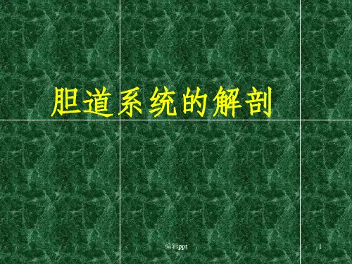肝脏的解剖、分叶