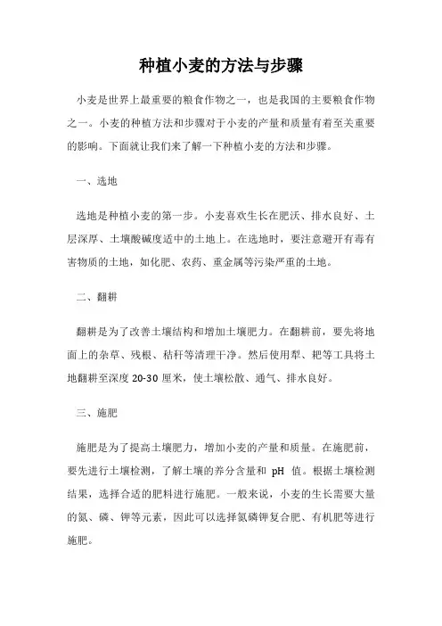 种植小麦的方法与步骤