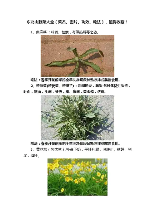 东北山野菜大全（菜名、图片、功效、吃法），值得收藏！