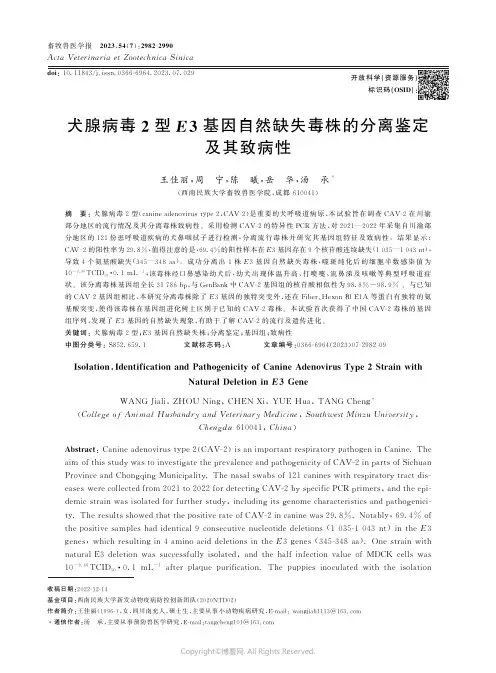 犬腺病毒2型E3基因自然缺失毒株的分离鉴定及其致病性