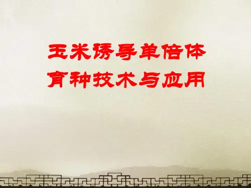 玉米诱导单倍体育种技术与应用  ppt课件