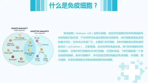免疫细胞存储课件