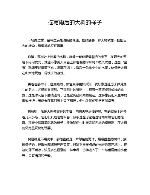 描写雨后的大树的样子