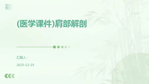 (医学课件)肩部解剖