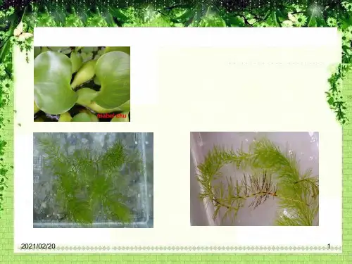 小学三年级上册科学 《水生植物》植物优质课件PPT