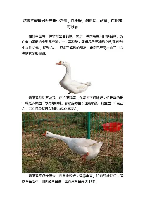 这鹅产蛋量居世界鹅中之最，肉质好、耐粗饲，耐寒，东北都可以养