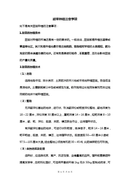 甜菜种植注意事项