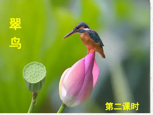公开课《搭船的鸟》省公开课获奖课件说课比赛一等奖课件