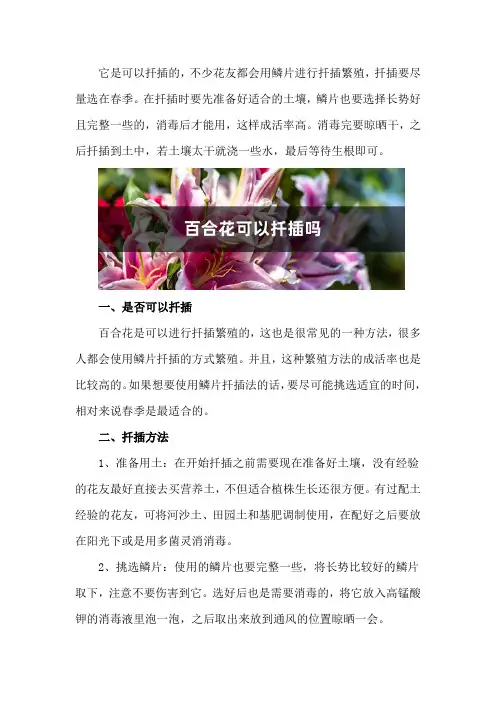 百合花可以扦插吗