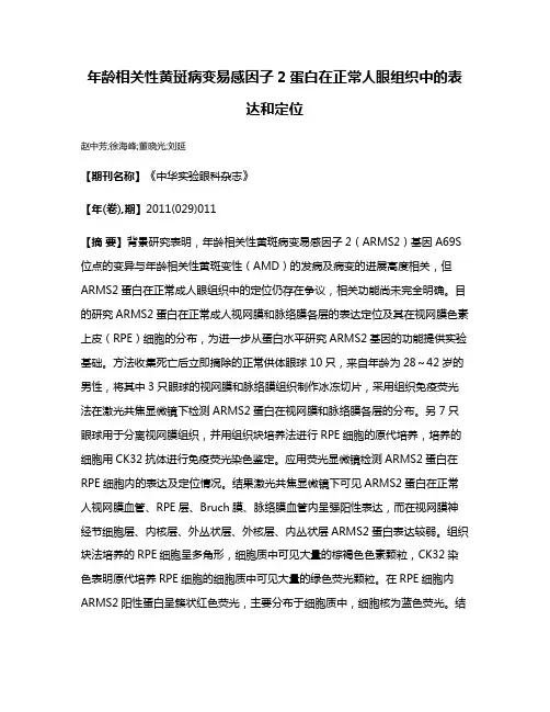 年龄相关性黄斑病变易感因子2蛋白在正常人眼组织中的表达和定位