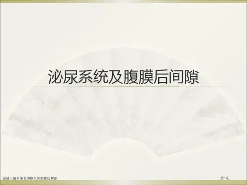 泌尿生殖系统和腹膜后间隙断层解剖专家讲座