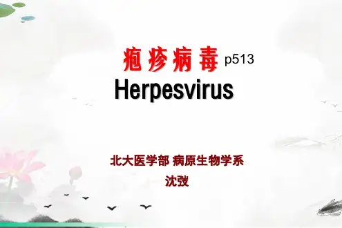 课件：疱疹病毒