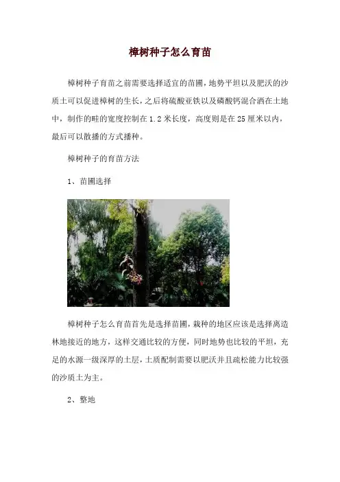 樟树种子怎么育苗