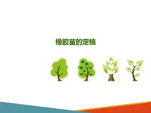 胶园规划与建植—橡胶树定植(橡胶生产课件)