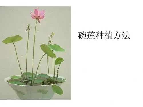 碗莲种植方法