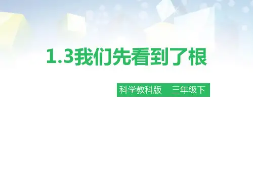 《我们先看到了根》植物的生长变化公开课件 图文