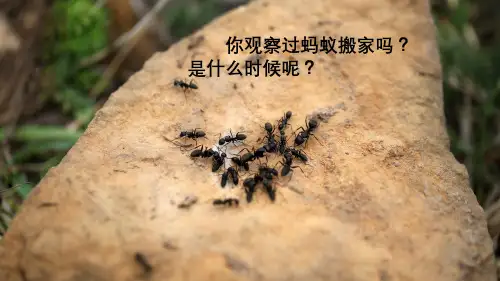 部编版三年级上册语文22读不完的大书第一课时课件