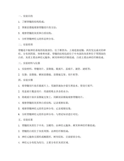 观察脊髓结构实验报告