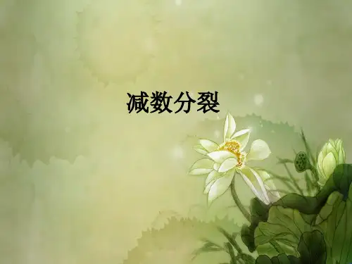 届高考复习课件：减数分裂.ppt