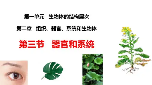 1.2.3 器官和系统-七年级上册生物课件