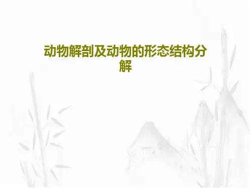 动物解剖及动物的形态结构分解34页PPT