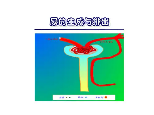 李春深生理学-肾脏生理2 - 分享