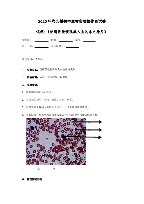 显微镜观察人血永久涂片