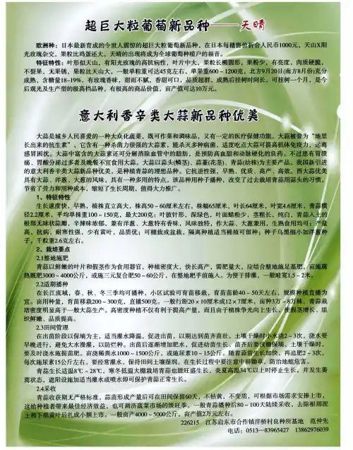 超巨答理葡萄新品种——天晴