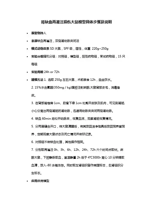 肾缺血再灌注损伤大鼠模型具体步骤及说明