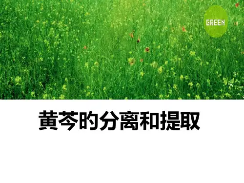 黄芩的分离和提取